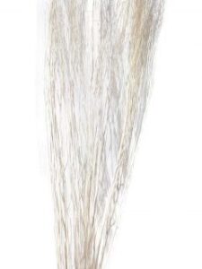 Ex27 White Lady Bleach 12