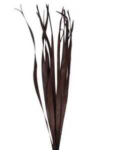 Le06 Sun Palm Leaves Dark Brown